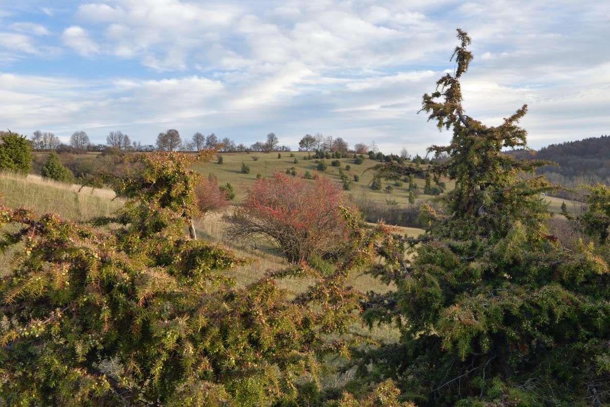 Gromberger Heide bei Röttingen